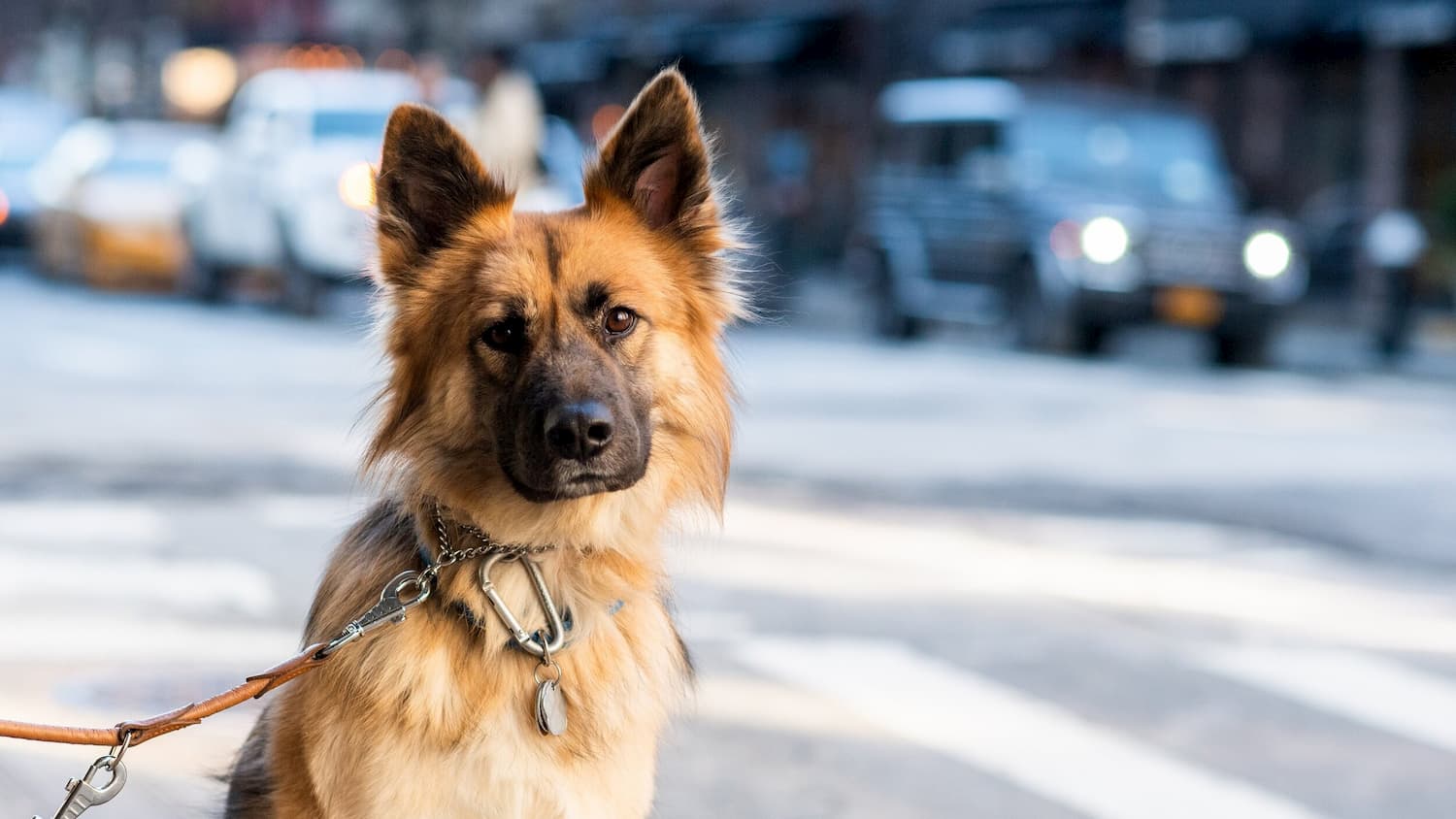 Bideawee Pet Memorial Park