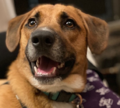 Image of a larger brown dog with eager eyes, looking happy.