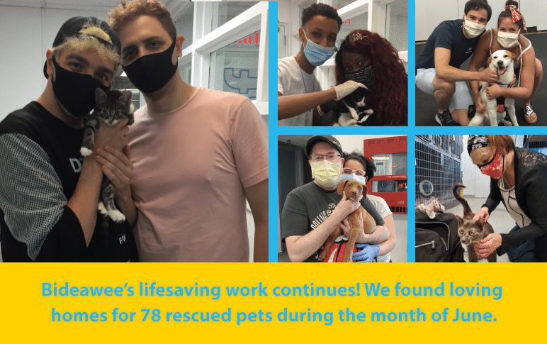 Bideawee's lifesaving work continues! We found loving homes for 78 rescued pets during the month of June.