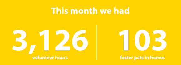 This month we had 3,126 volunteer hours and 103 foster pets in homes.