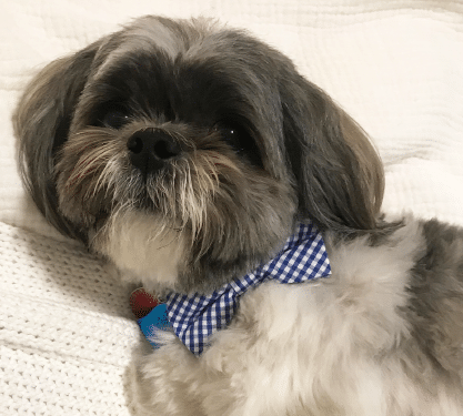 Image of a tiny grey and white fluffy dog with a patterned bowtie.