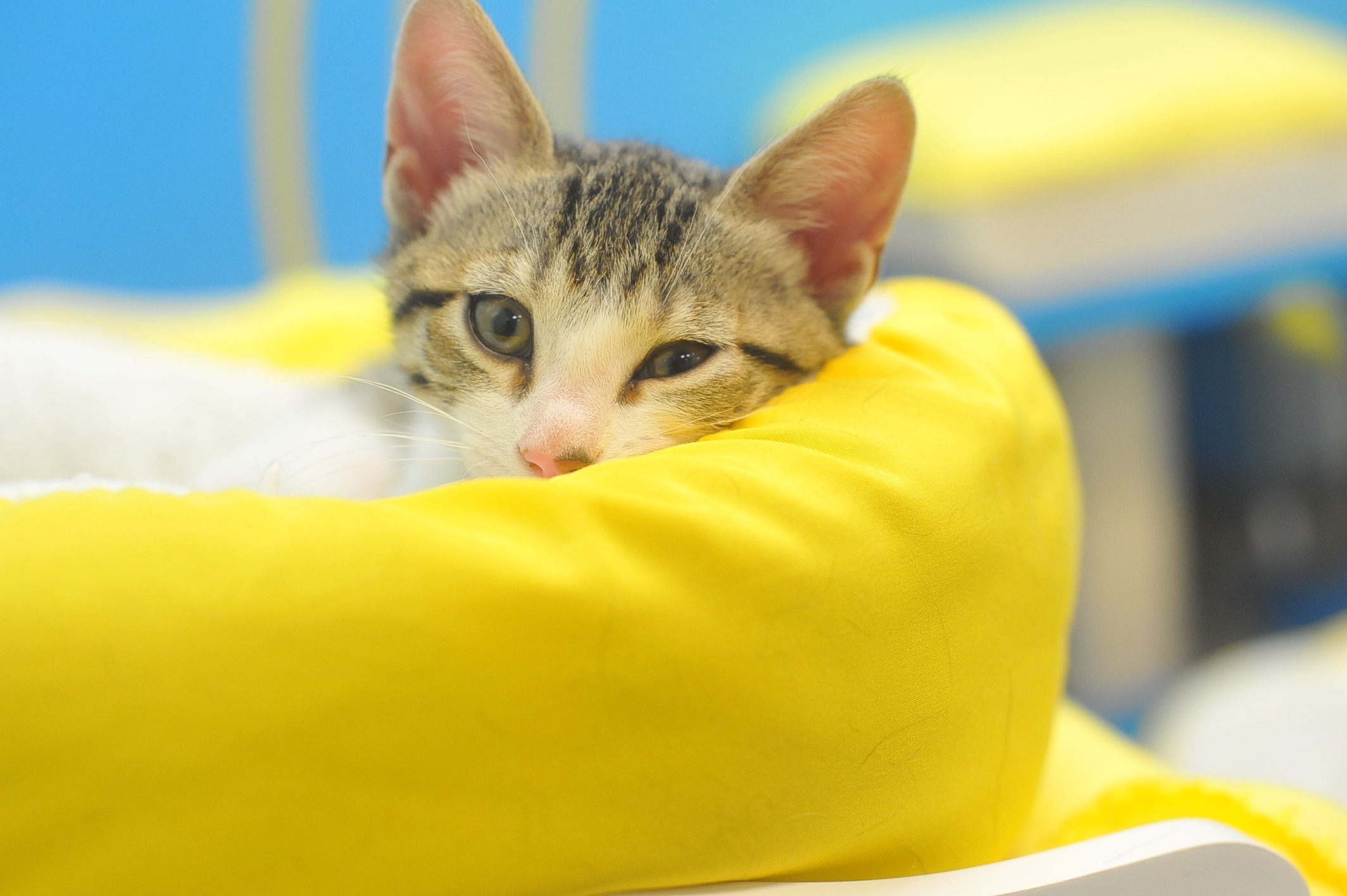 kitten in bed