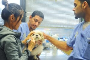 Two veterinarians helping to examine a woman's small dog.