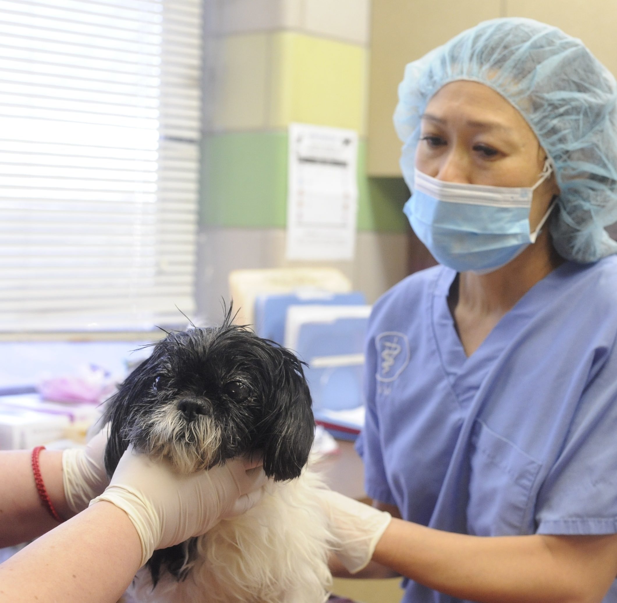 Simms examining a black and white dog