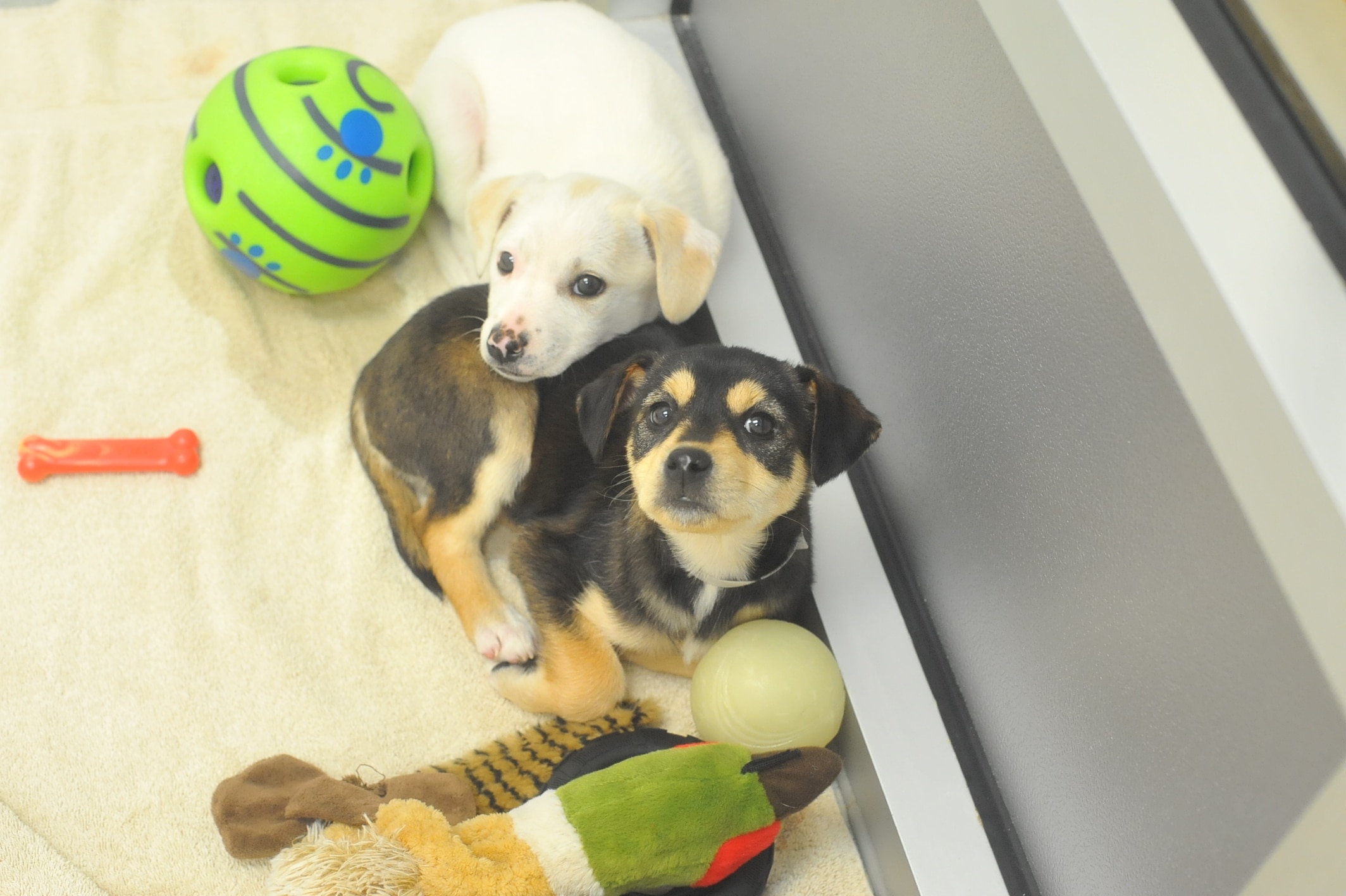 two puppies dogs cuddling