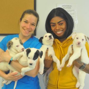 Bideawee staff with puppies