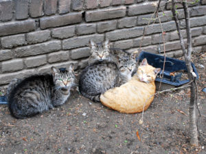 Bideawee Transport Of Cats Traps Bideawee Transport Of Cats Traps