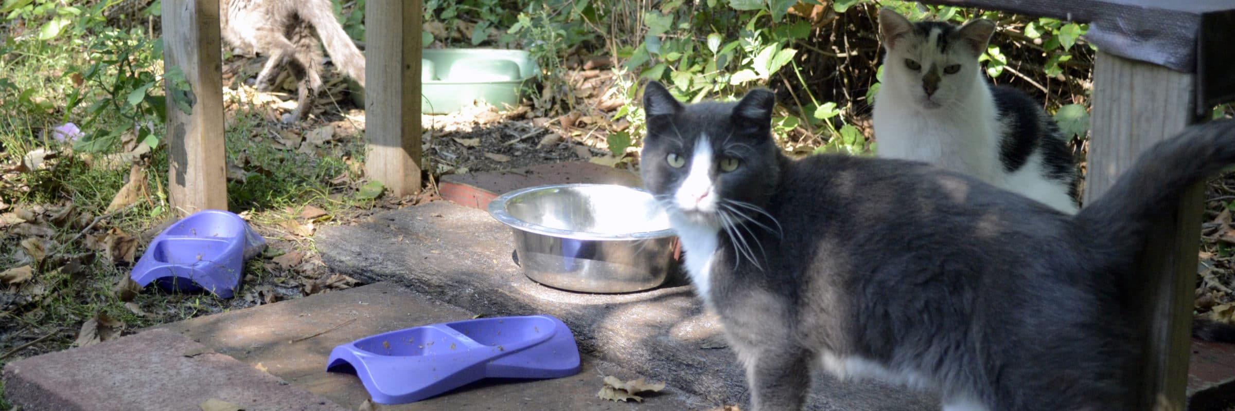 Bideawee Feeding Tips bideawee-feeding-tips