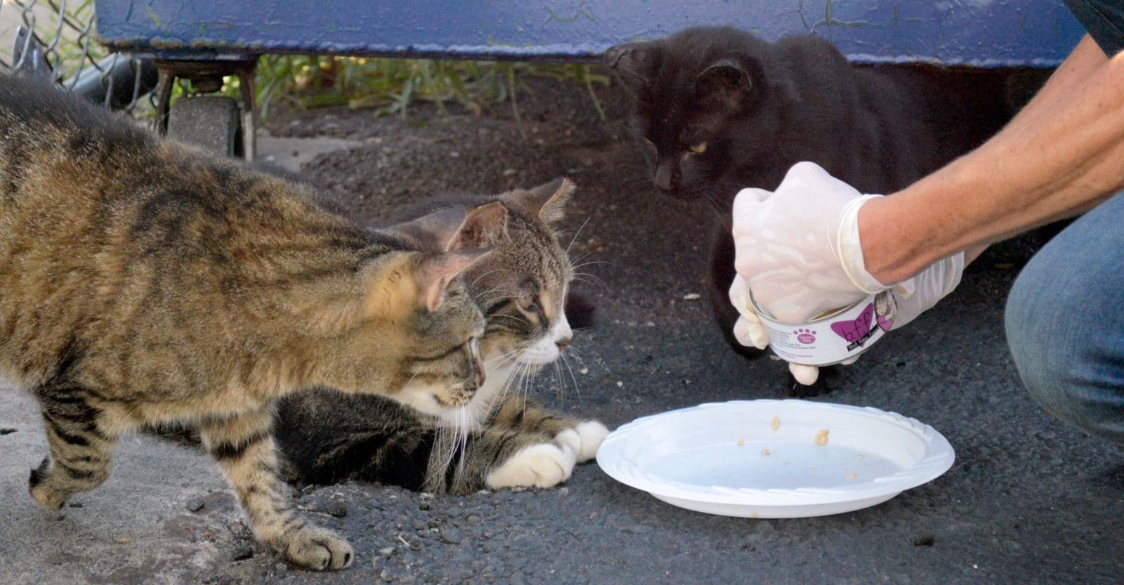 Догони кошку. Бездомные кошки. Бездомные кошки во дворах. Приручить кота.