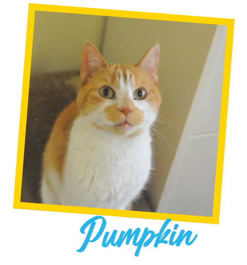 Pumpkin