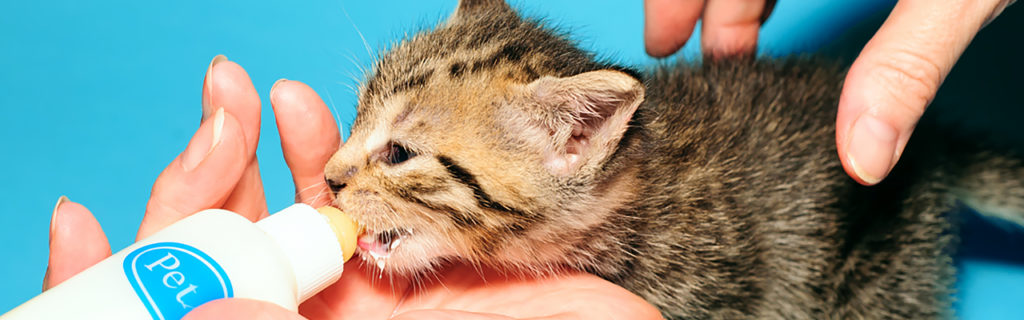 how to feed orphaned kittens