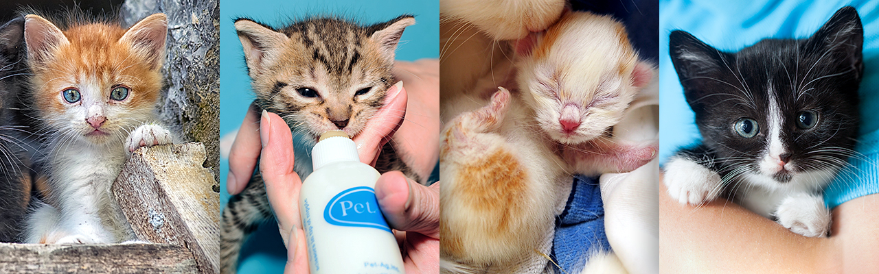 Webinar: Kitten Season 101