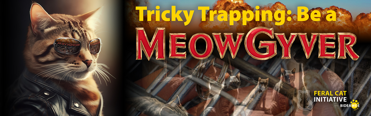 Tricky Trapping: Be a MeowGyver