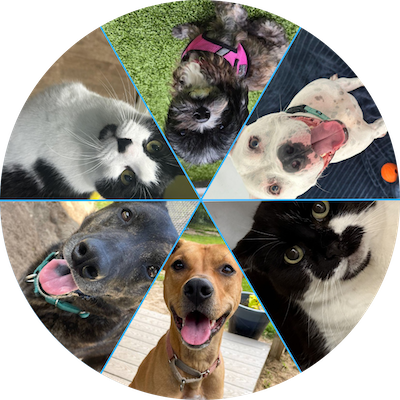 Circular spinner with photos of three dogs and three cats.