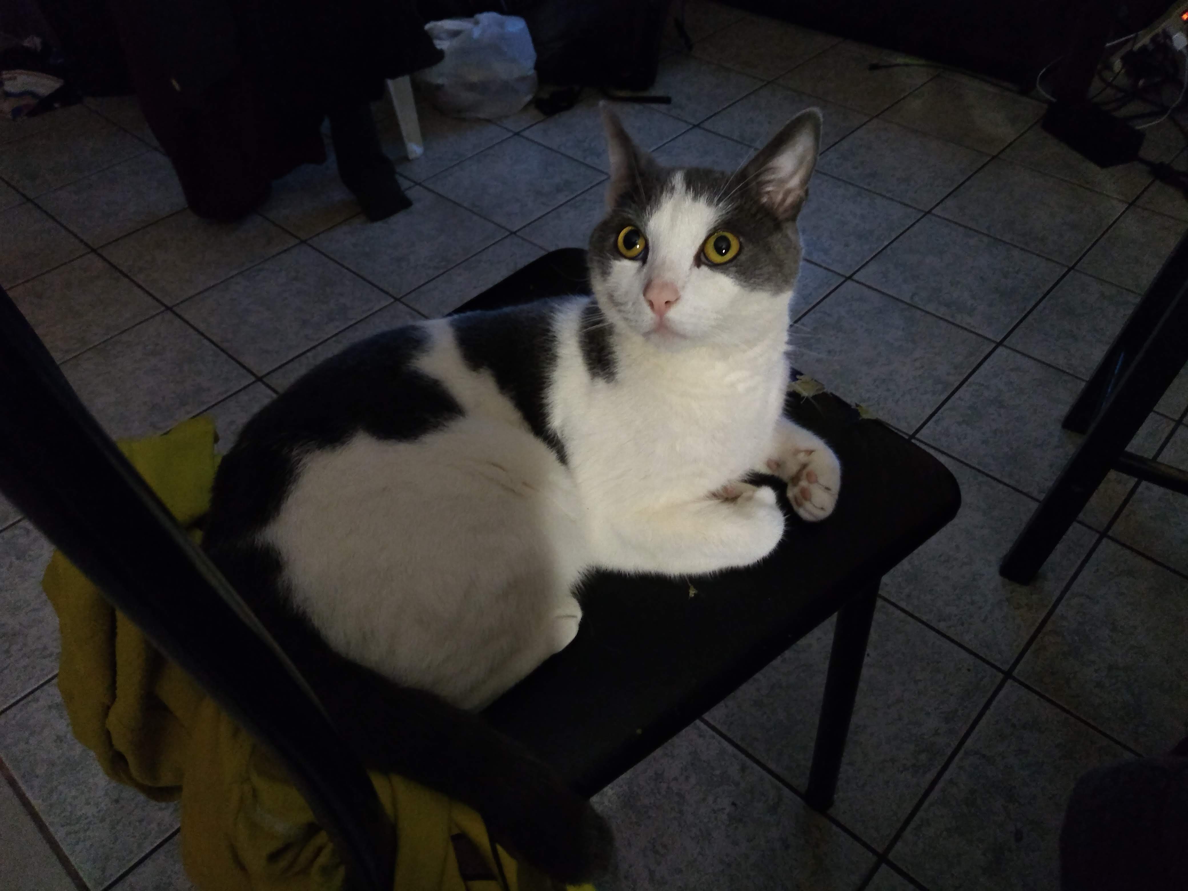 Felix
