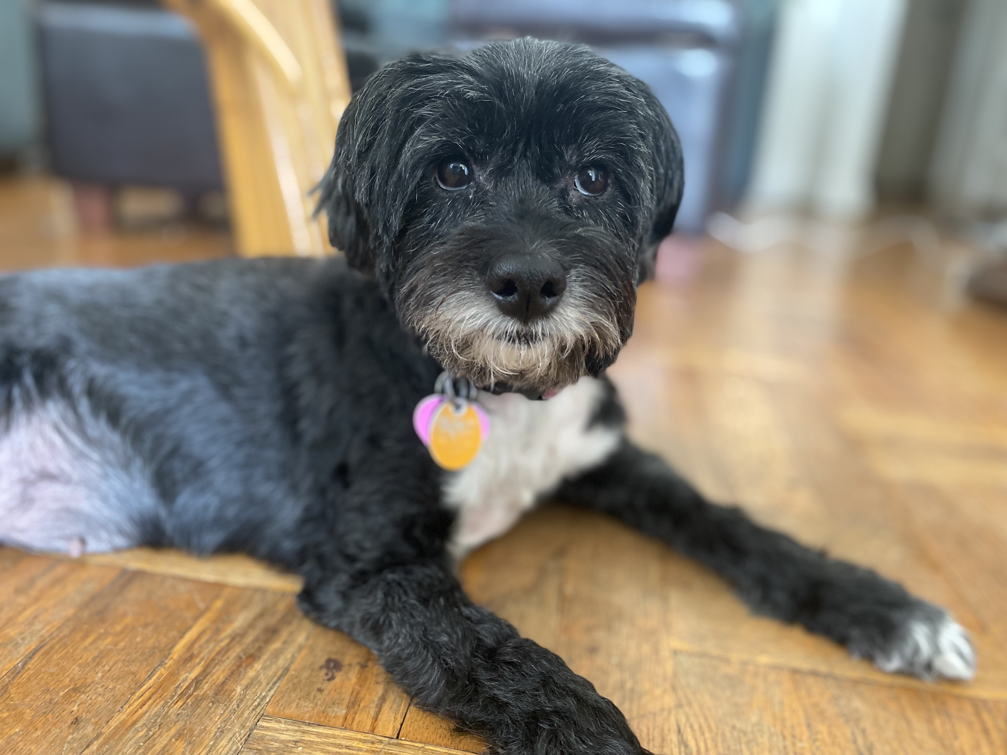 Daisy Fabrizio