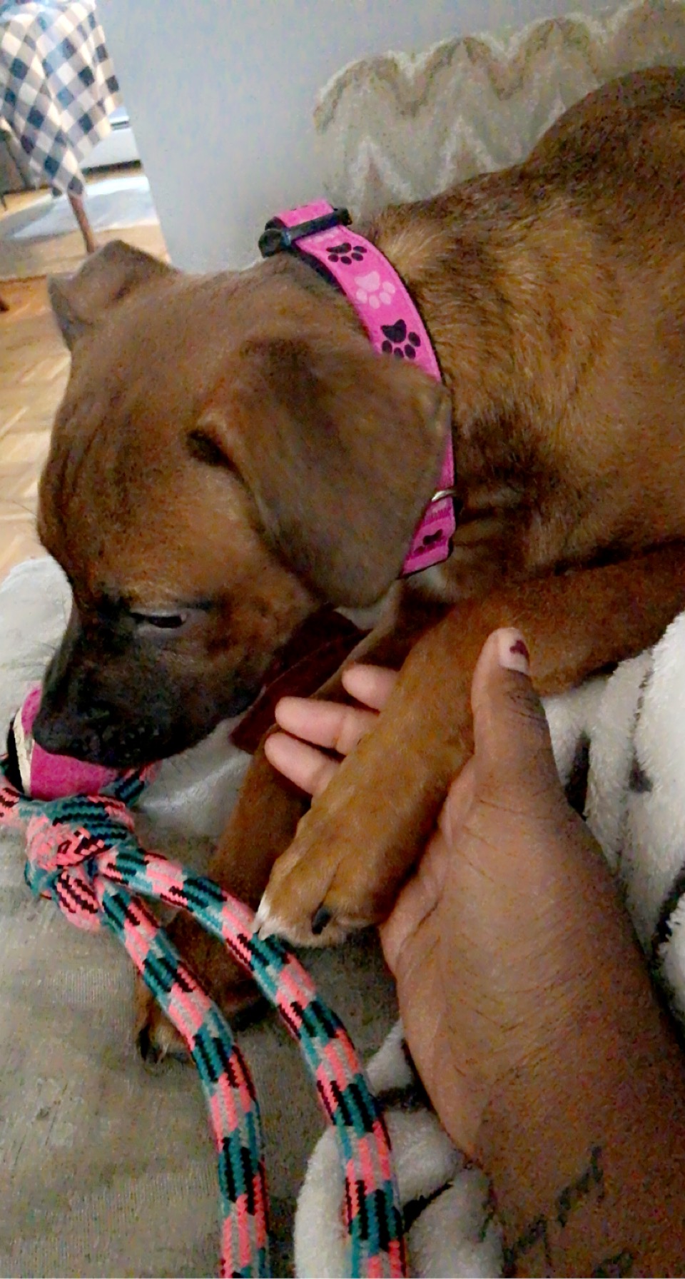 Roxie