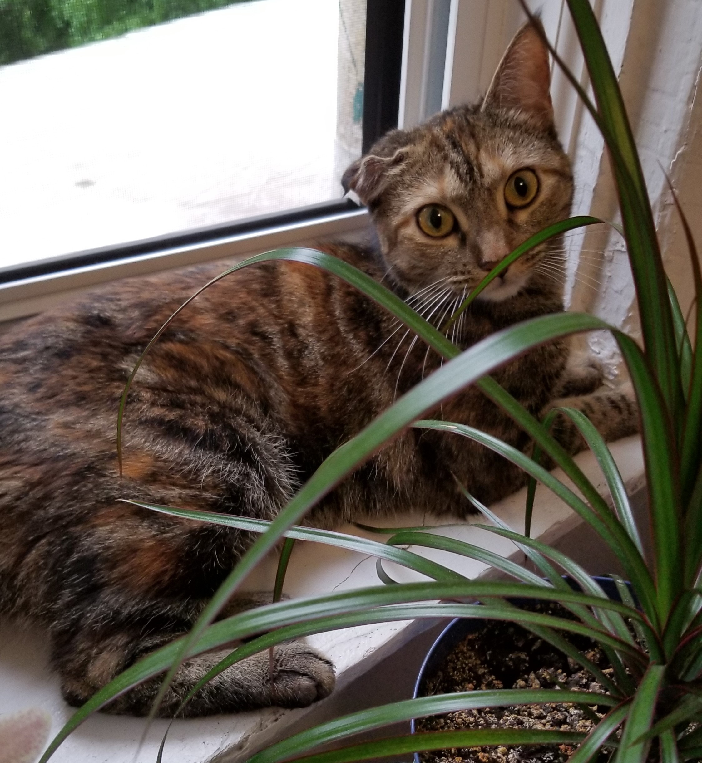 Annie (adopted from Bideawee NYC 9/2019)