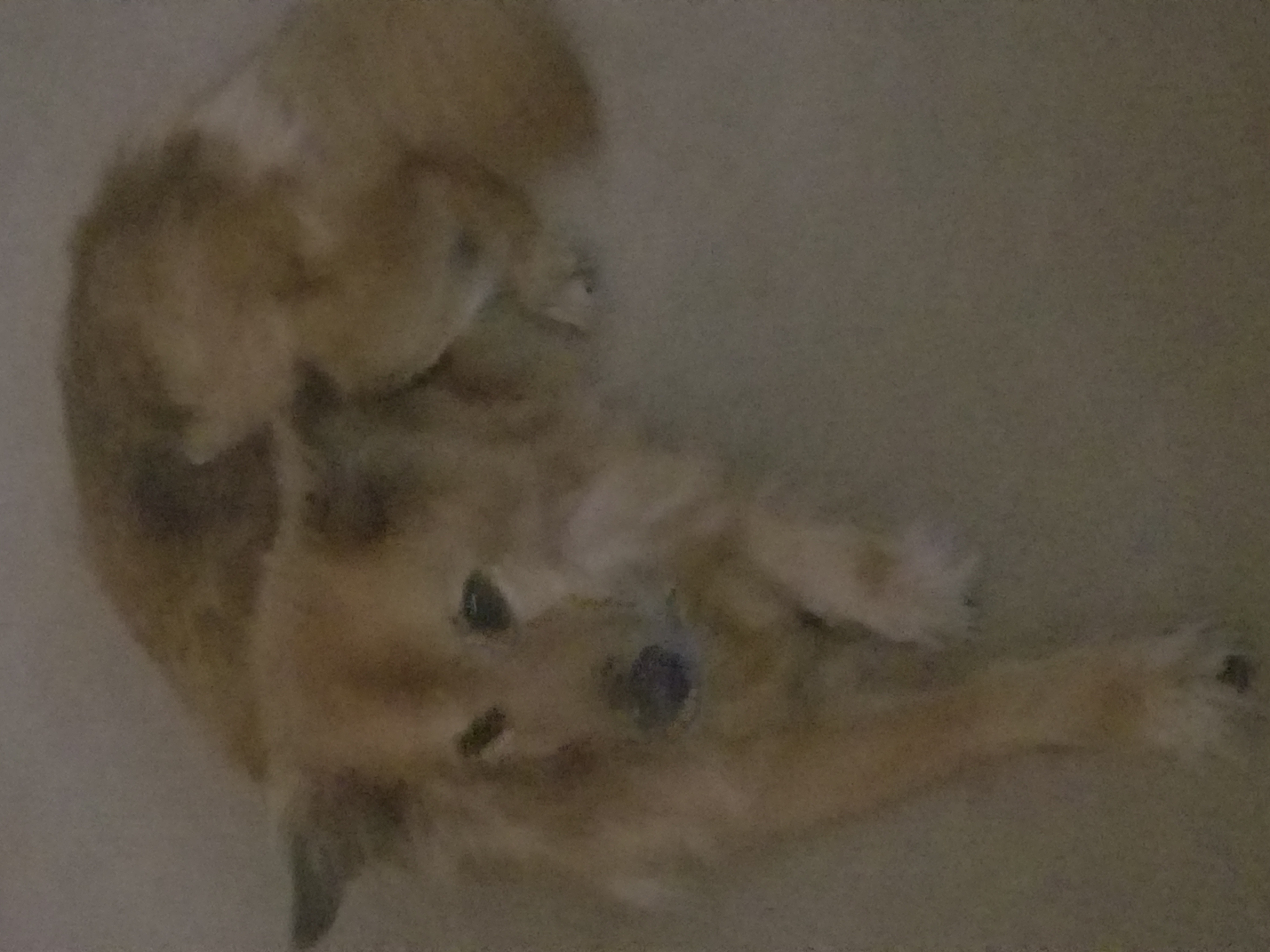 Teddi