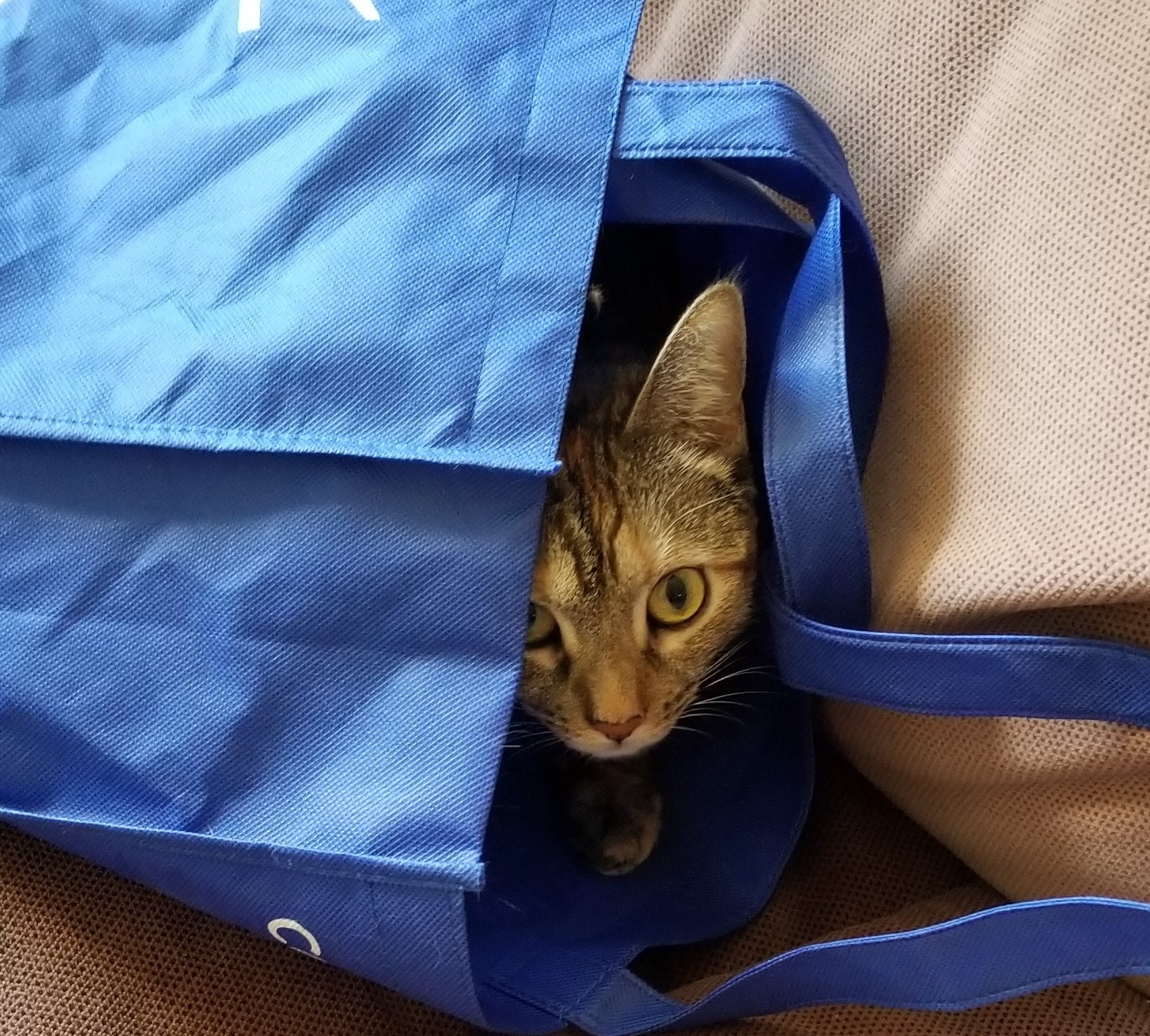 Annie (adopted from Bideawee NYC 9/2019)