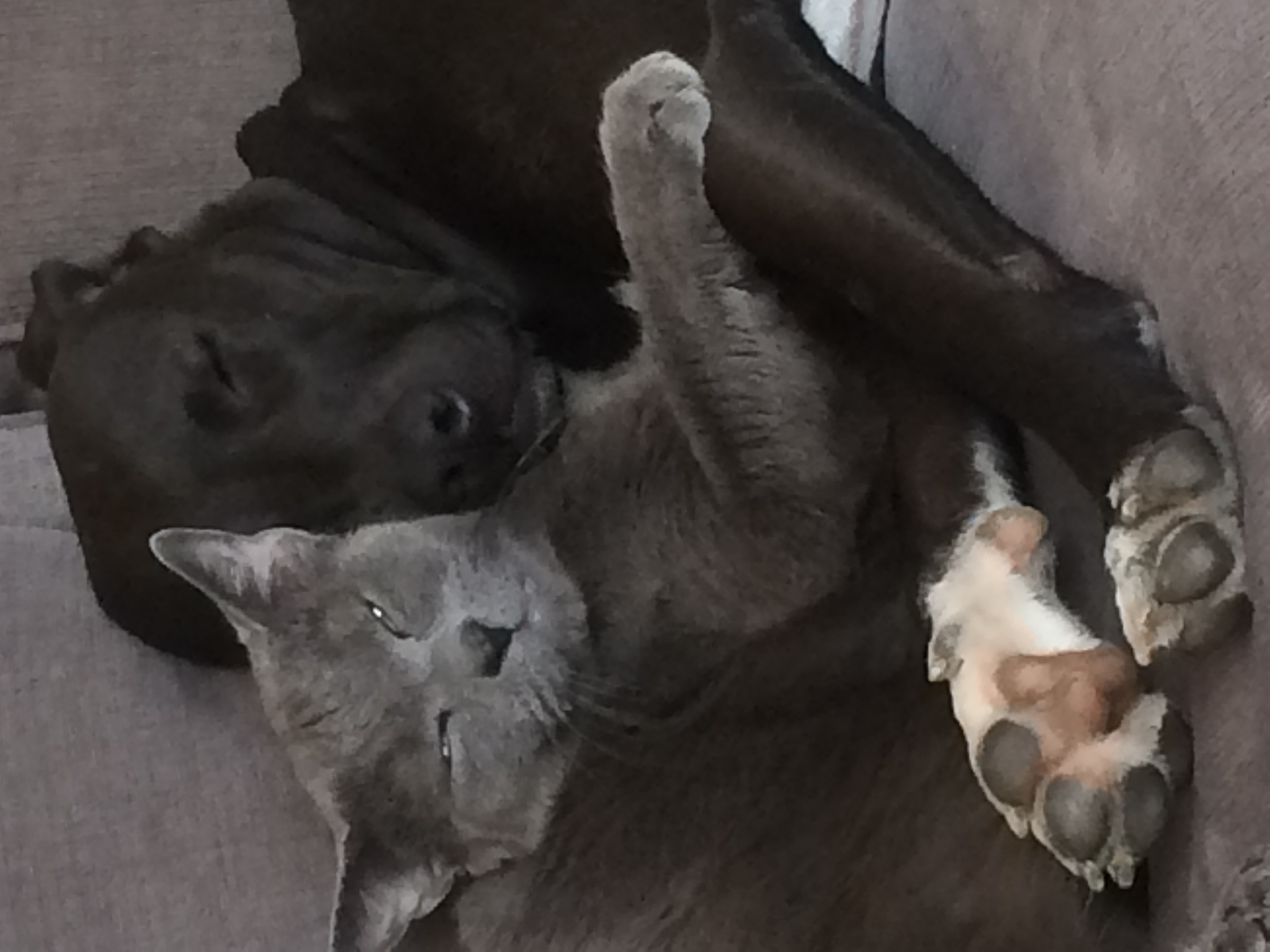 Leia (formerly Prada)