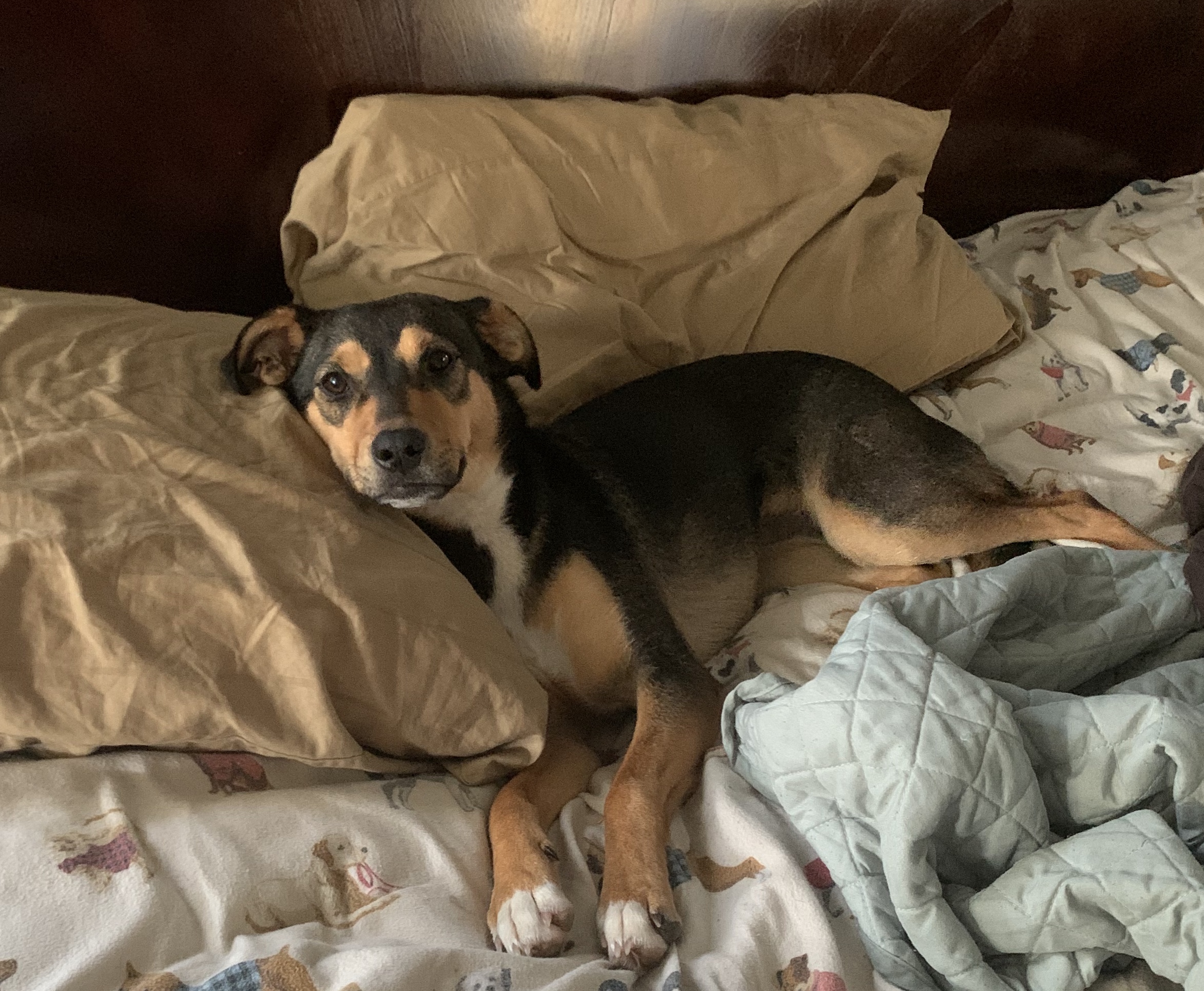 Roo
