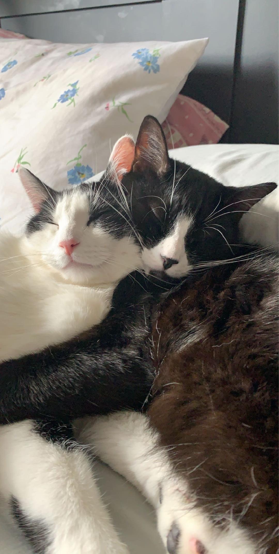 Oreo & Milo