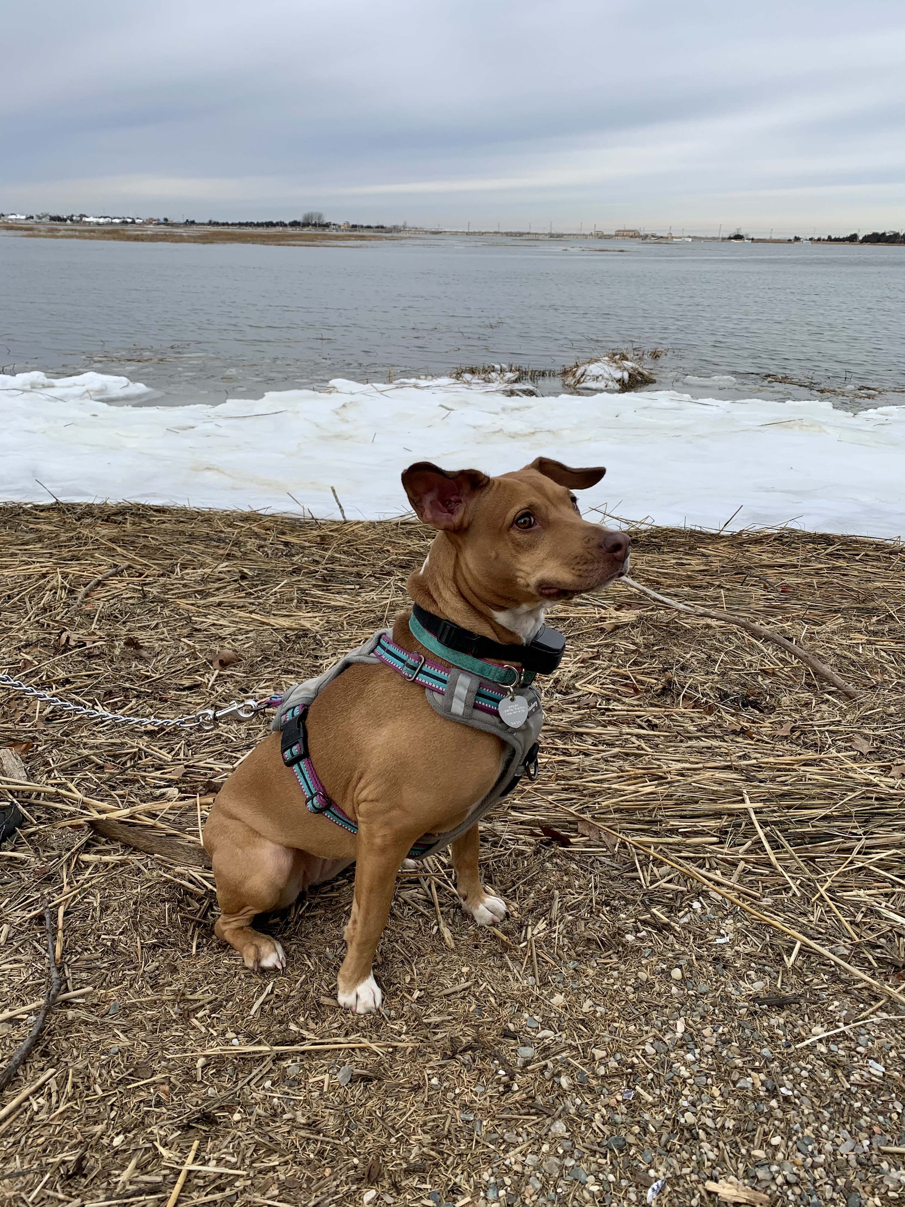 Penny