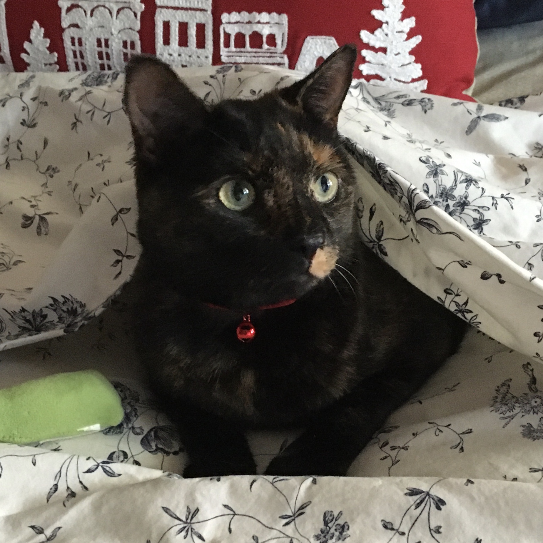 Kiki (formerly Mila)