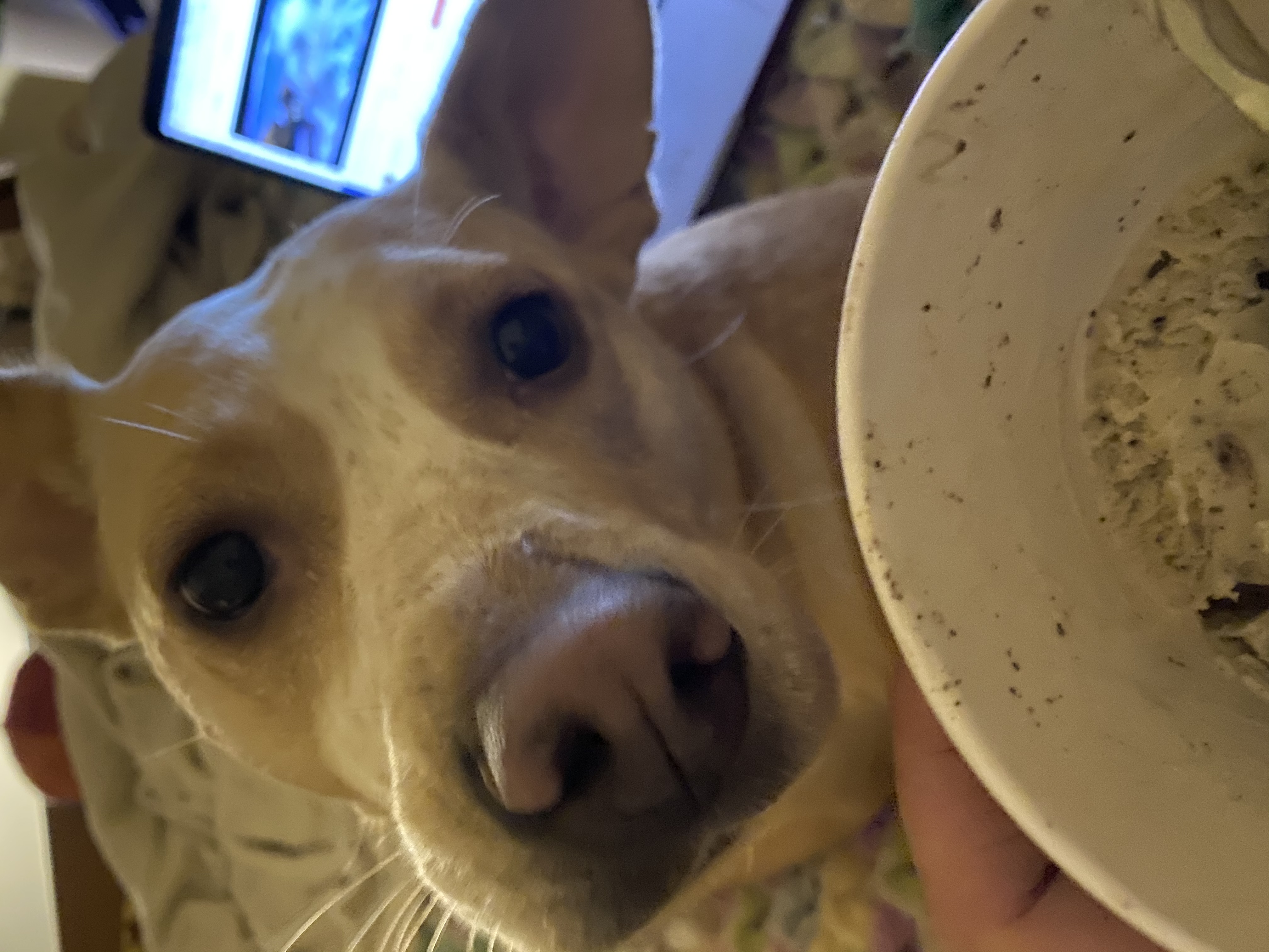 Penny