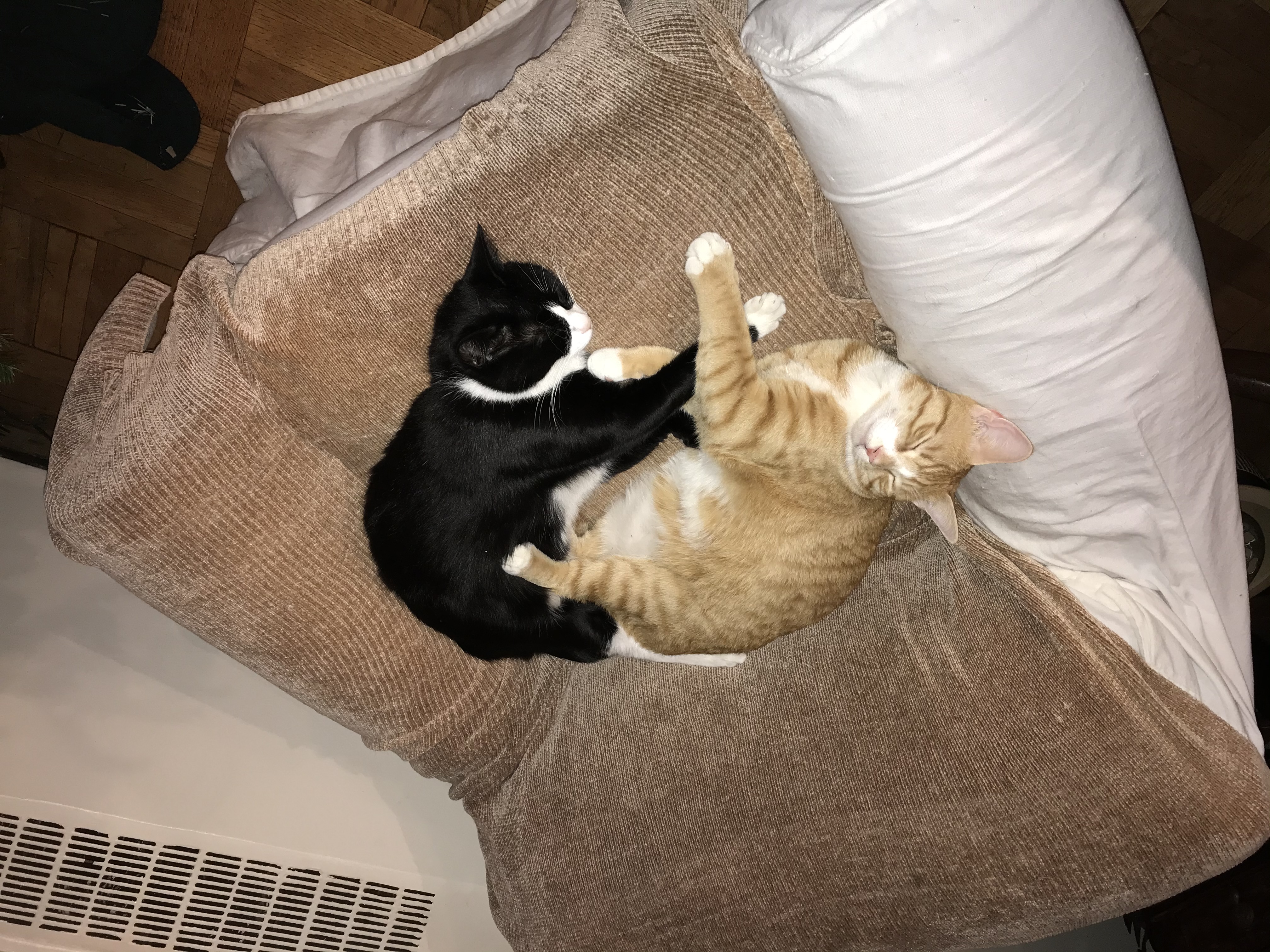 Indiana&Blu