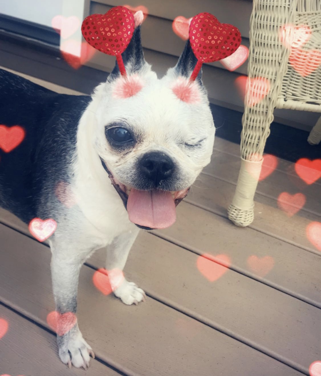 Jessie