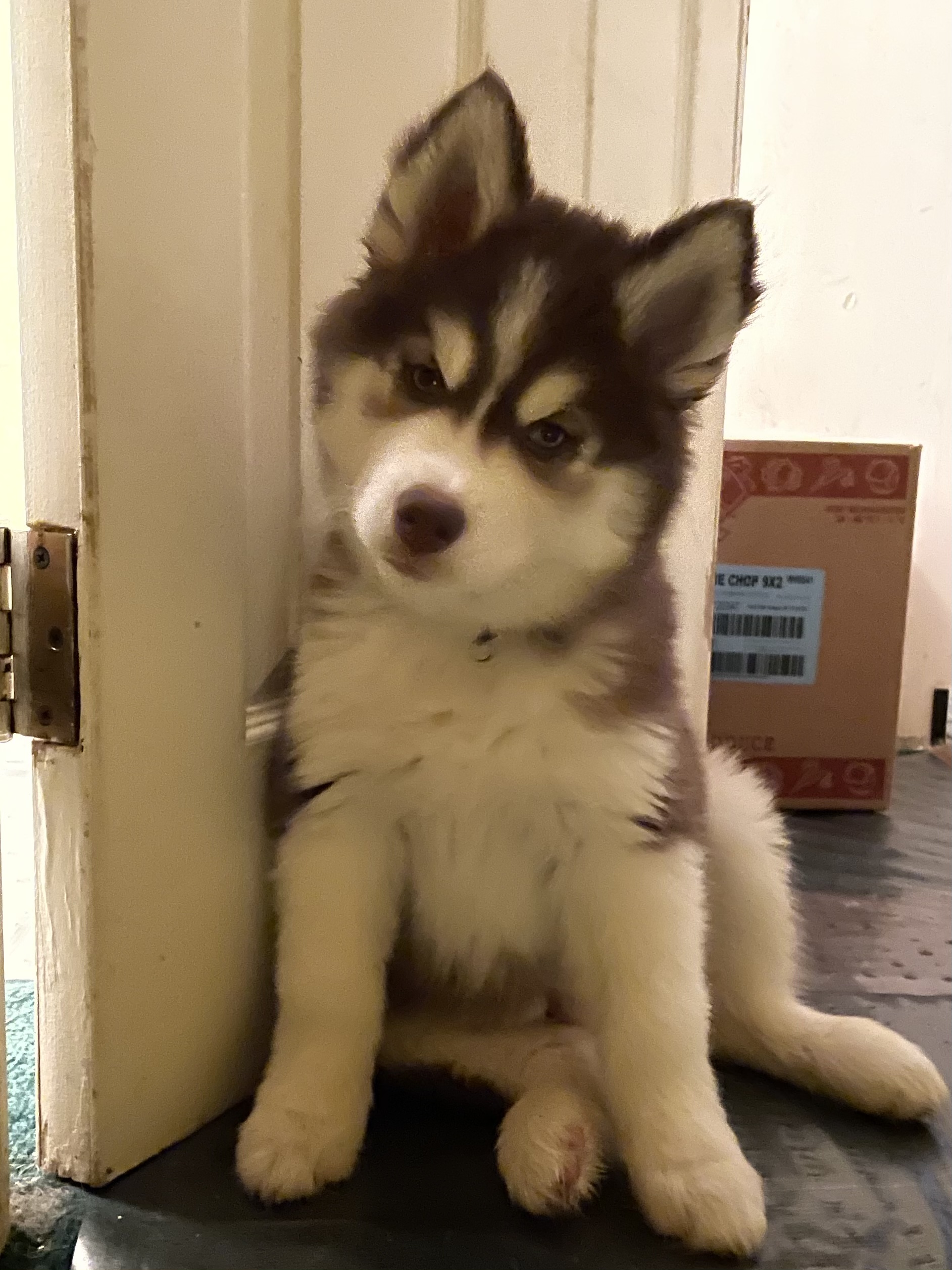 Milo