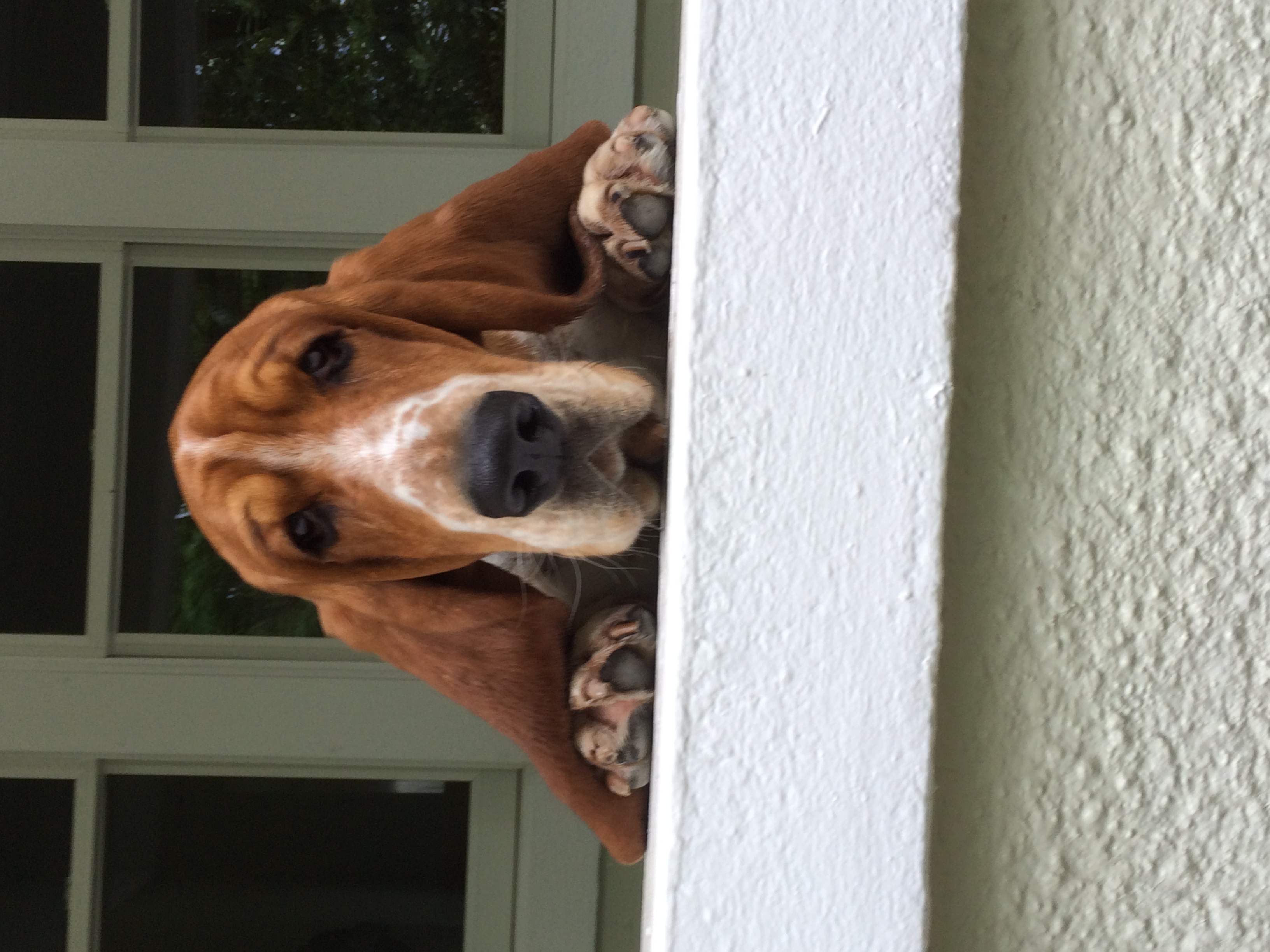 Morgan