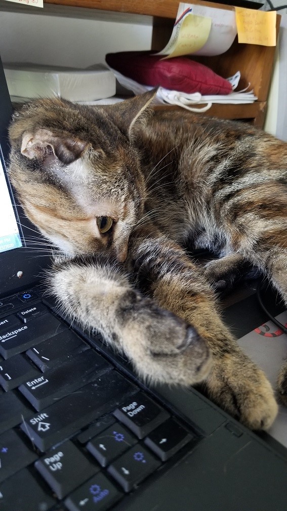Annie (adopted 9/2019 from Bideawee)–the best work colleague