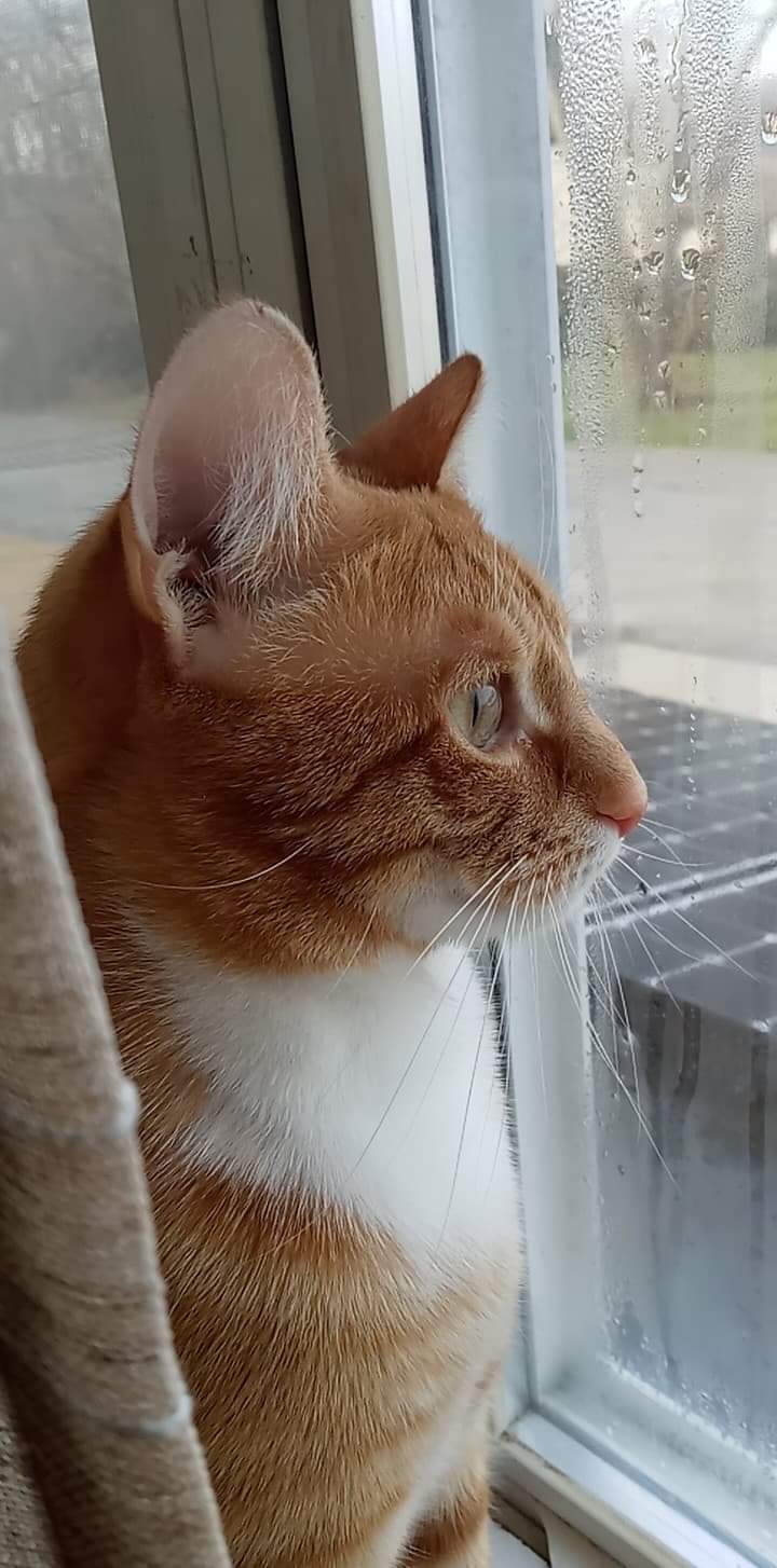 Finn