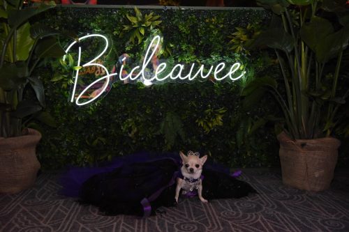 Bideawee Ball 2026